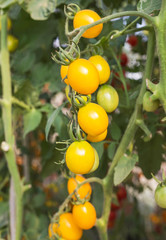 Close up yellow cherry tomatoes hanging on trees in greenhouse 