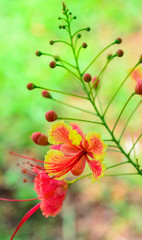 Royal Poinciana or Flamboyant (Delonix regia)
