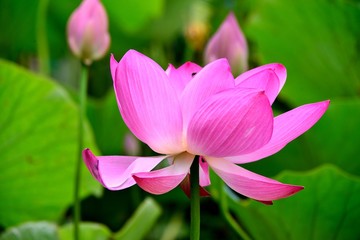 宇佐神宮の古代蓮