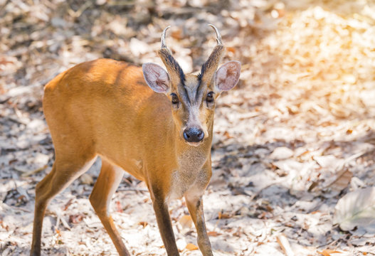 Fototapeta close up young barking deer (Muntiacus muntjak) wildlife in the natural 