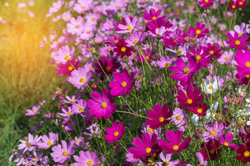 Obraz na płótnie Canvas colorful cosmos flowers blooming in the field