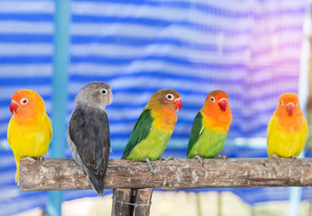 Close up Lovebird (Agapornis fischeri ,Fischer's lovebird) little parrot birds perching on branch in cage selective soft focus