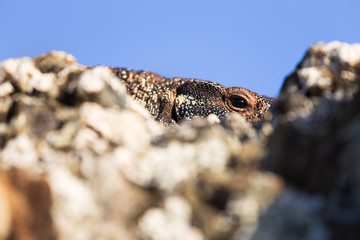An Australian goanna lizard pears over a rock in this close up image.