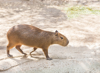 Capybara ( hydrochoerus hydrochaeris ) in nature