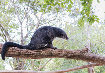 Fototapeta premium Binturong or bearcat (Arctictis binturong) sitting on the branch 