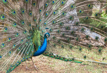 Obraz premium male peacock showing spread tail feathers