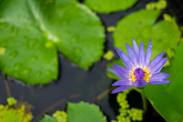 lotus flower on the pond