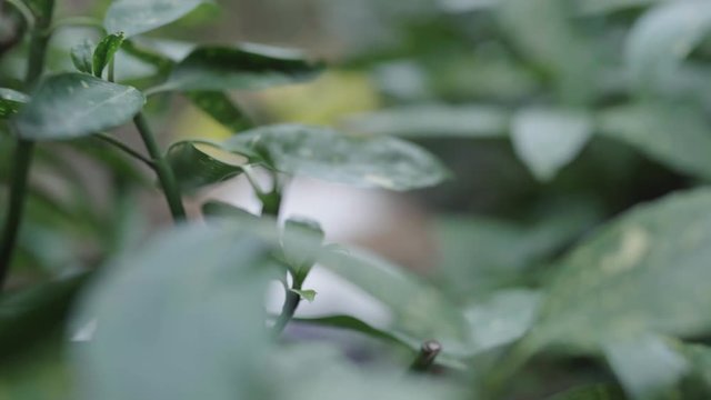 Blick durch Bl&auml;tter auf das Osternest mit frischen Blumen und Fellen