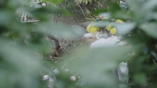 Blick durch Bl&auml;tter auf das Osternest mit frischen Blumen und Fellen