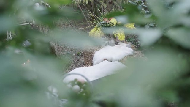 Blick durch Bl&auml;tter auf das Osternest mit frischen Blumen und Fellen