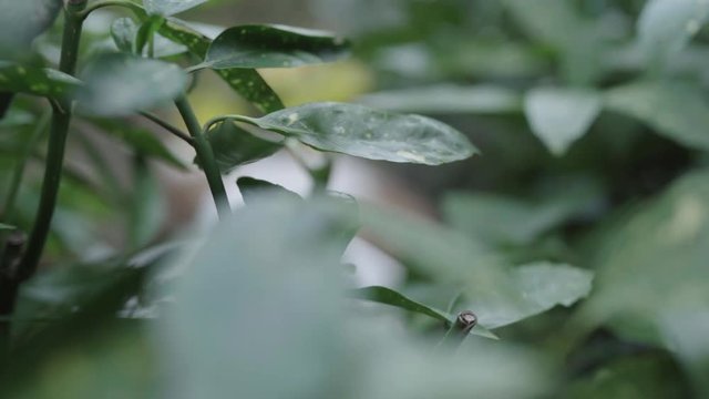 Blick durch Bl&auml;tter auf das Osternest mit frischen Blumen und Fellen