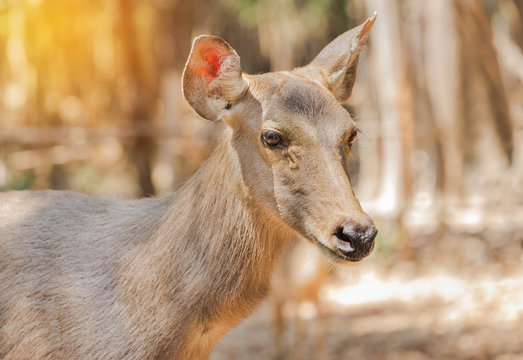 close up Sambar deer(Rusa unicolor, Cervus unicolor) wildlife in natural 
