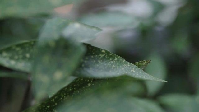 Blick durch Bl&auml;tter auf das Osternest mit frischen Blumen und Fellen