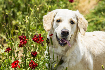 Golden retriever in the field of flowers