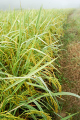Rice farm- Rice field- Rice paddy- rice closeup