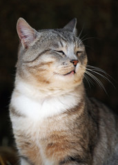 Naklejka na ściany i meble The well-groomed tabby cat blinks from pleasure