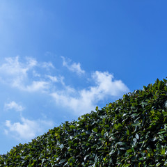 Obraz premium Green buxus bush