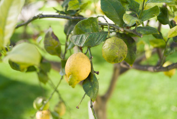 Lemon on lemon tree