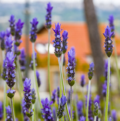 Lavender Field gardening, plant, bunch, floral
