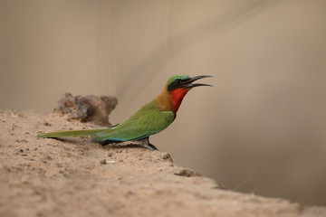 Red-throated bee-eater, Merops bulocki
