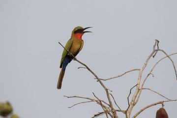 Red-throated bee-eater, Merops bulocki