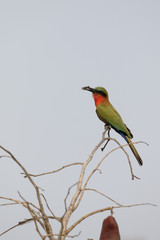 Red-throated bee-eater, Merops bulocki