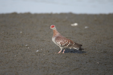 Speckled pigeon, Columba guinea