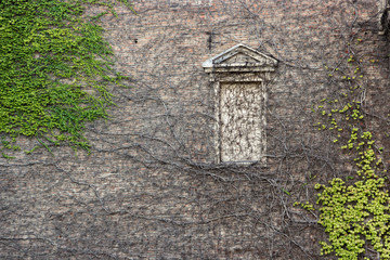 wall and window frame covered with green and Brown vines