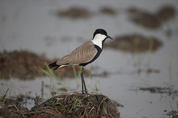 Spur-winged plover,  Vanellus spinosus