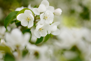flowers apples