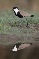 Spur-winged plover,  Vanellus spinosus