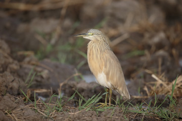 Squacco heron, Ardeola ralloides