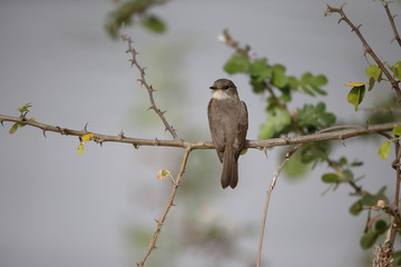 Swamp flycatcher, Muscicapa aquatica
