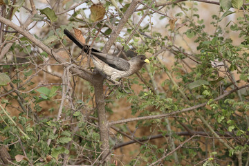 Western grey plaintain-eater, Crinifer piscator