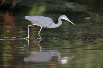 Western reef-heron, Egretta gularis