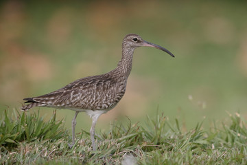 Whimbrel, Numenius phaeopus