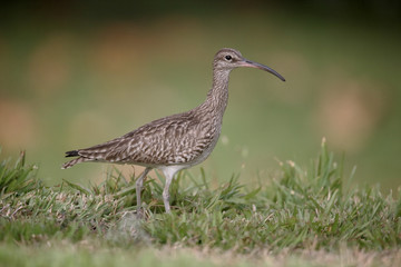 Whimbrel, Numenius phaeopus