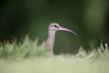 Whimbrel, Numenius phaeopus