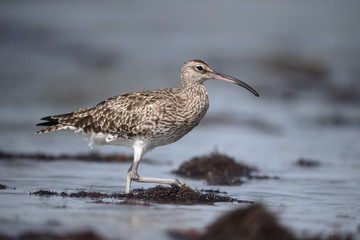 Whimbrel, Numenius phaeopus