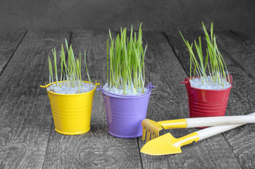 Seedling herbs in colorful buckets and tools to take care of them. Selective focus, gray wood...