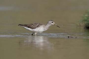 Wood sandpiper, Tringa glareola
