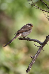 Yellow-billed shrike, Corvinella corvina