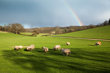 sheep grazing on green meadw with rainbow on sky after spring rain