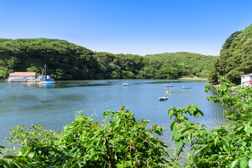 新緑の小網代湾　小網代の森　青空