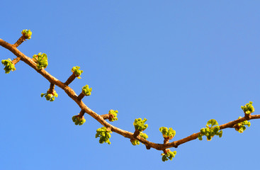 tree branch with new buds and leaves