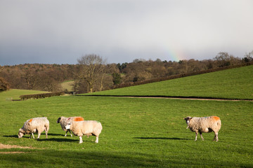 sheep grazing on the beautiful green spring meadow