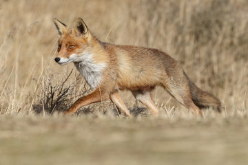 Red Fox in nature on a sunny day.

