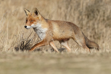 Fototapeta premium Red Fox in nature on a sunny day. 