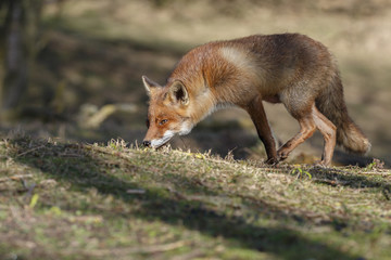 Red Fox in nature on a sunny day.
