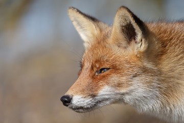 Naklejka na ściany i meble Red Fox in nature on a sunny day. 